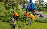 Galveston Tree Service Pros image 5